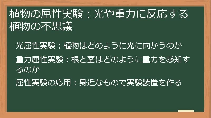 植物の屈性実験：光や重力に反応する植物の不思議